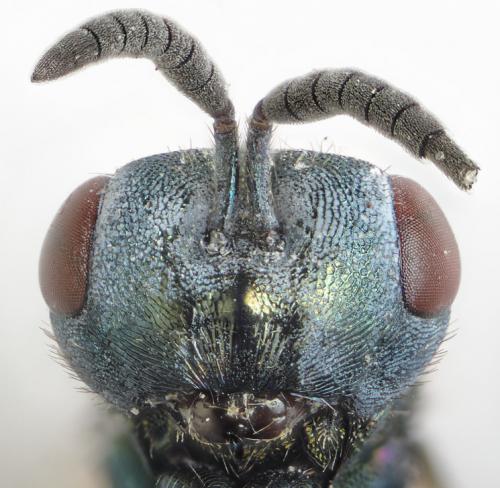 Norbanus cerasiops